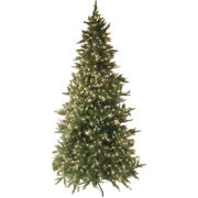 Weihnachsbaum beleuchtet mit Lichterkette System 24